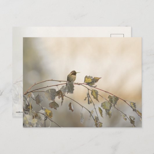 Hummingbird 5265 postkarte (Vorne/Hinten)