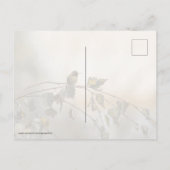 Hummingbird 5265 postkarte (Rückseite)