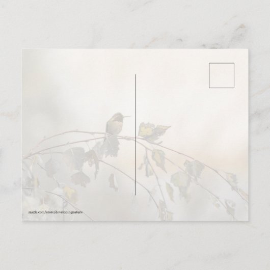 Hummingbird 5265 postkarte (Rückseite)