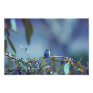 Hummingbird 5738 fotodruck