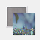 Hummingbird 5738 magnet (Vorderseite/Rückseite)