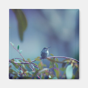 Hummingbird 5738 magnet