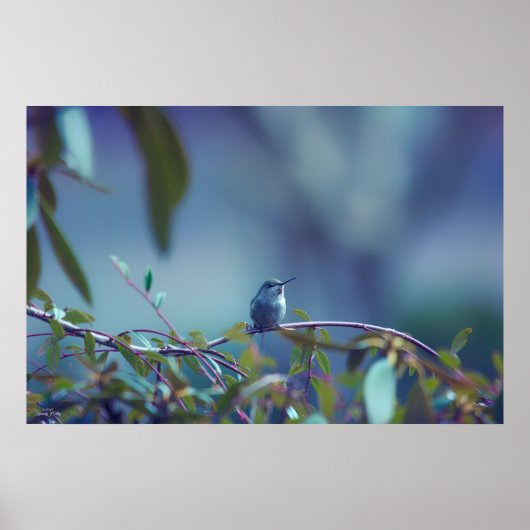 Hummingbird 5738 poster (Vorne)