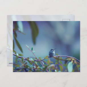Hummingbird 5738 postkarte