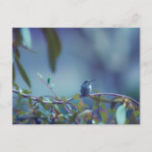 Hummingbird 5738 postkarte (Vorderseite)