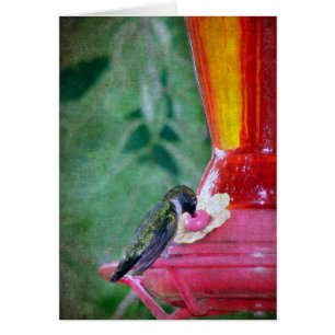 Hummingbird am Feeder