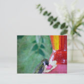 Hummingbird am Feeder Postkarte (Stehend Vorderseite)