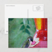 Hummingbird am Feeder Postkarte (Vorne/Hinten)
