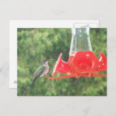 Hummingbird am Feeder Postkarte (Vorne/Hinten)