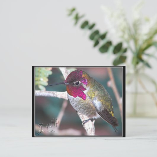 Hummingbird am Hinterhof Zweig. Postkarte (Stehend Vorderseite)
