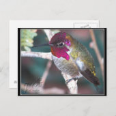 Hummingbird am Hinterhof Zweig. Postkarte (Vorne/Hinten)