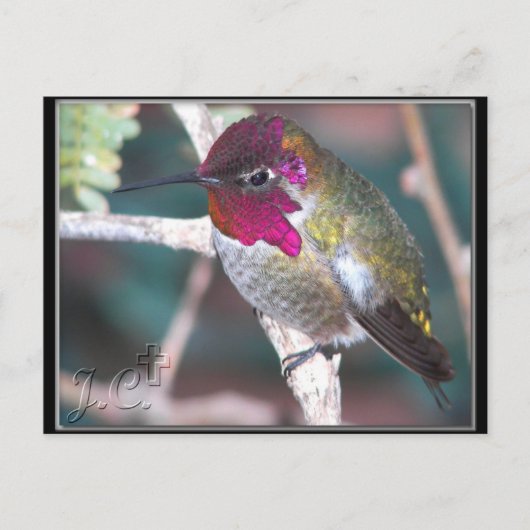 Hummingbird am Hinterhof Zweig. Postkarte (Vorderseite)
