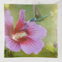 Hummingbird Ansammlung Nectar