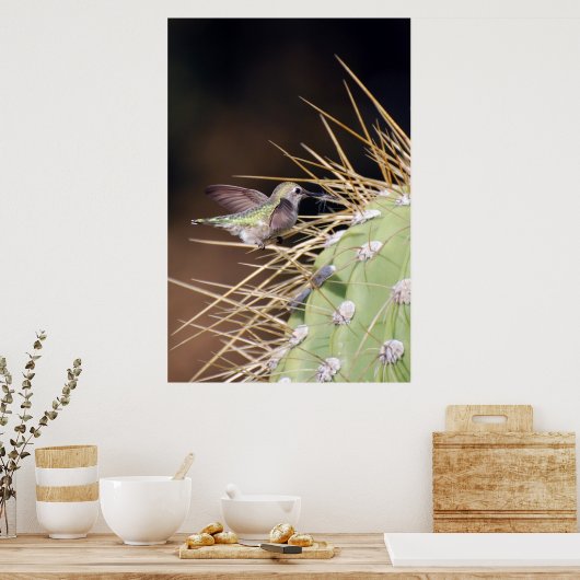 Hummingbird Ansammlung Nest Material Poster (Küche)