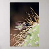 Hummingbird Ansammlung Nest Material Poster (Vorne)