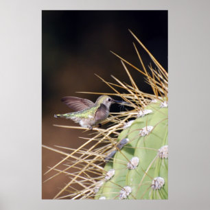 Hummingbird Ansammlung Nest Material Poster