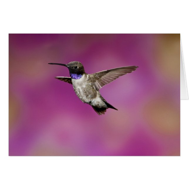 Hummingbird, Archilochus (Vorderseite (Horizontal))