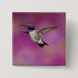 Hummingbird, Archilochus Button