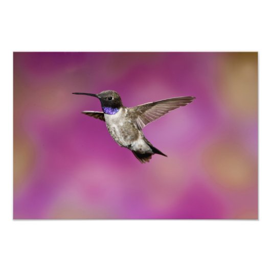 Hummingbird, Archilochus Fotodruck (Vorne)
