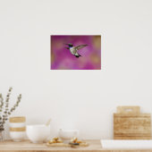 Hummingbird, Archilochus Poster (Küche)