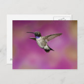 Hummingbird, Archilochus Postkarte (Vorne/Hinten)