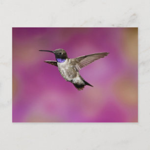 Hummingbird, Archilochus Postkarte