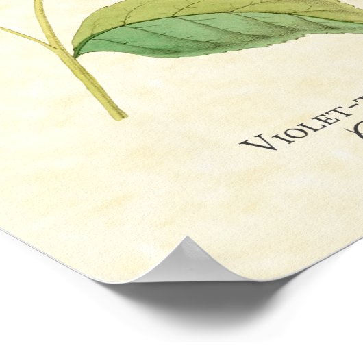 Hummingbird Art Print Poster (Ecke)