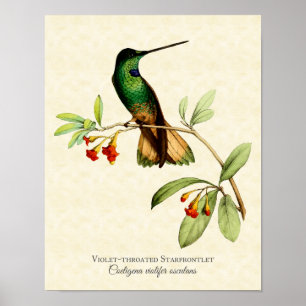 Hummingbird Art Print Poster