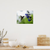 Hummingbird auf Blue Salvia Poster (Küche)