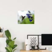 Hummingbird auf Blue Salvia Poster (Heimbüro)