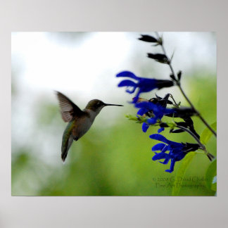 Hummingbird auf Blue Salvia Poster