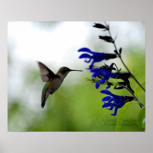 Hummingbird auf Blue Salvia Poster (Vorne)