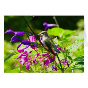 Hummingbird auf der Minze von Hummingbird