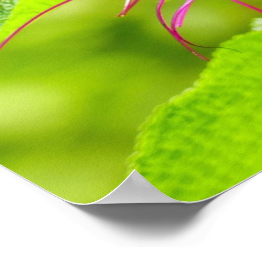 Hummingbird auf der Minze von Hummingbird Poster (Ecke)