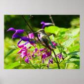 Hummingbird auf der Minze von Hummingbird Poster (Vorne)