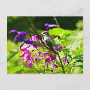 Hummingbird auf der Minze von Hummingbird Postkarte