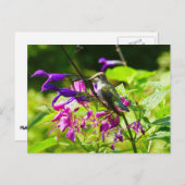 Hummingbird auf der Minze von Hummingbird Postkarte (Vorne/Hinten)