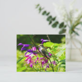 Hummingbird auf der Minze von Hummingbird Postkarte (Stehend Vorderseite)