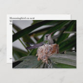 Hummingbird auf der Postkarte (Vorne/Hinten)