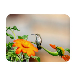 Hummingbird auf einer blühenden Pflanze Magnet
