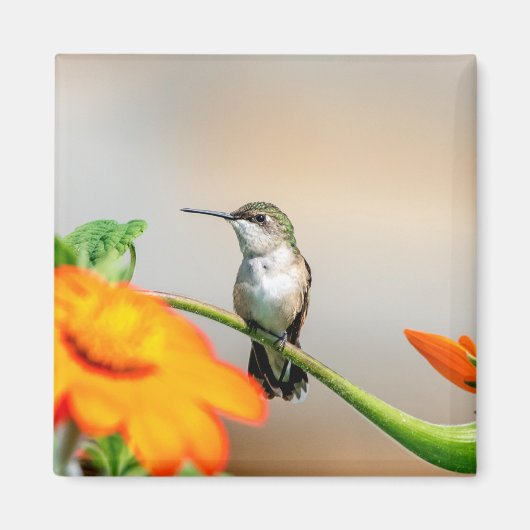 Hummingbird auf einer blühenden Pflanze Magnet (Vorne)