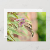 Hummingbird auf einer blühenden Pflanze Postkarte (Vorne/Hinten)