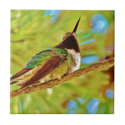Hummingbird auf immergrün fliese (Vorderseite)