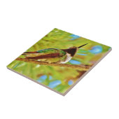 Hummingbird auf immergrün fliese (Seite)