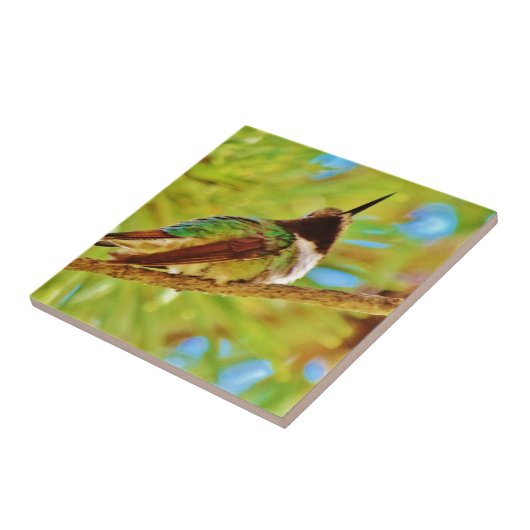 Hummingbird auf immergrün fliese (Seite)