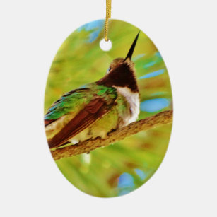 Hummingbird auf immergrün keramikornament