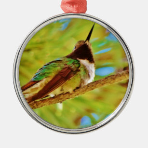 Hummingbird auf immergrün silbernes ornament