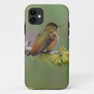 Hummingbird auf Kiefern iPhone 11 Hülle