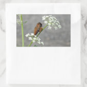 Hummingbird auf Königin Anns Spitzen-Blume Rechteckiger Aufkleber (Tasche)