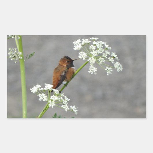 Hummingbird auf Königin Anns Spitzen-Blume Rechteckiger Aufkleber (Vorderseite)